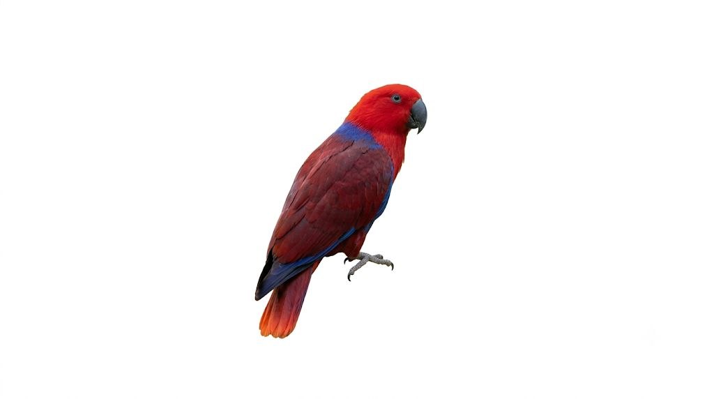 Eclectus Parrot