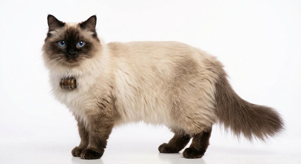Himalayan Cat