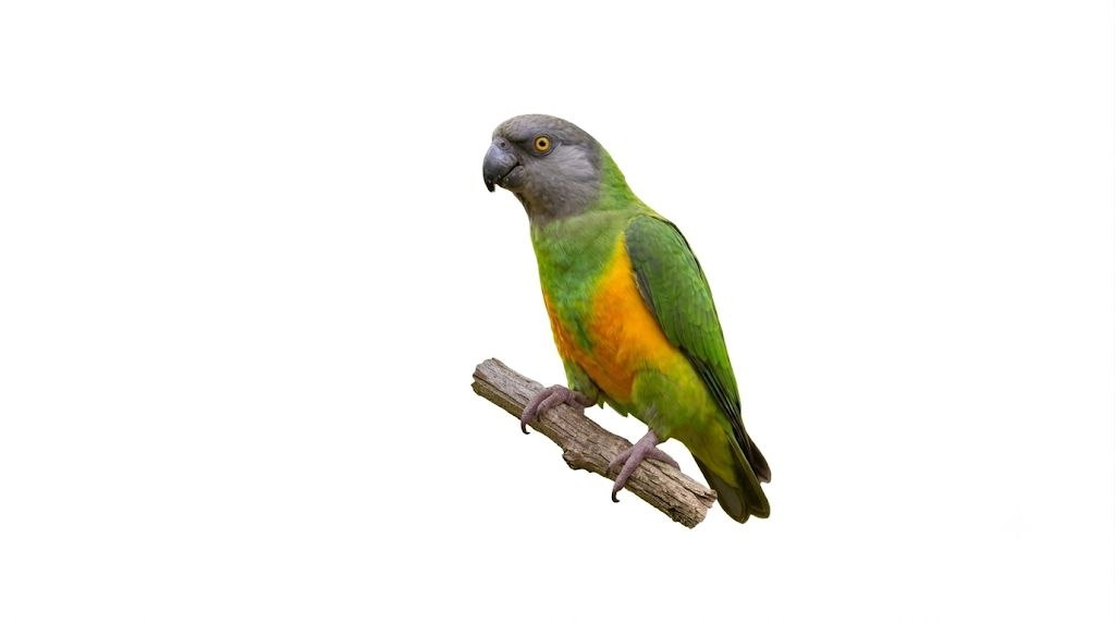 Nanday Conure