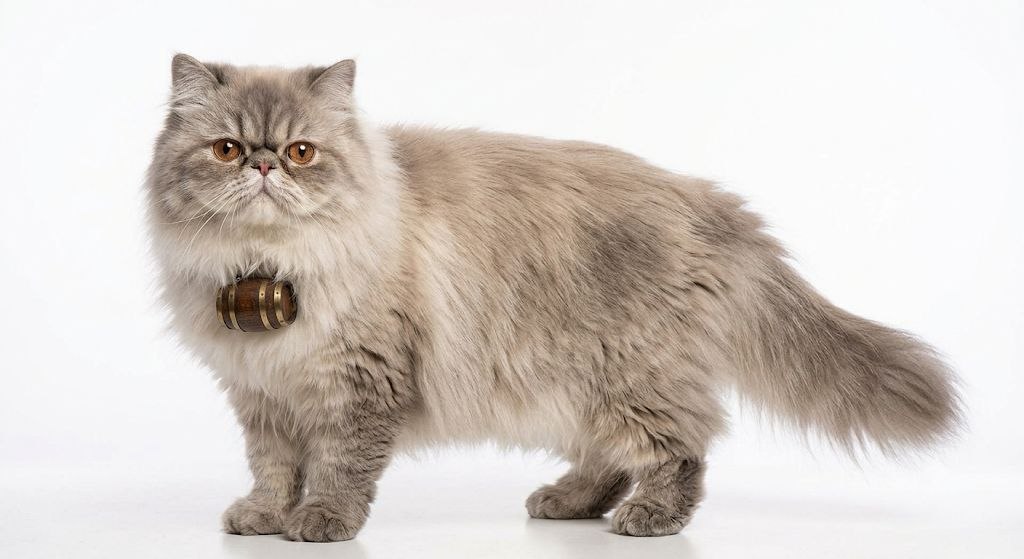Persian Cat