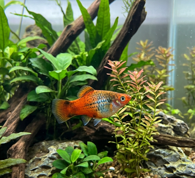 Platy Fish