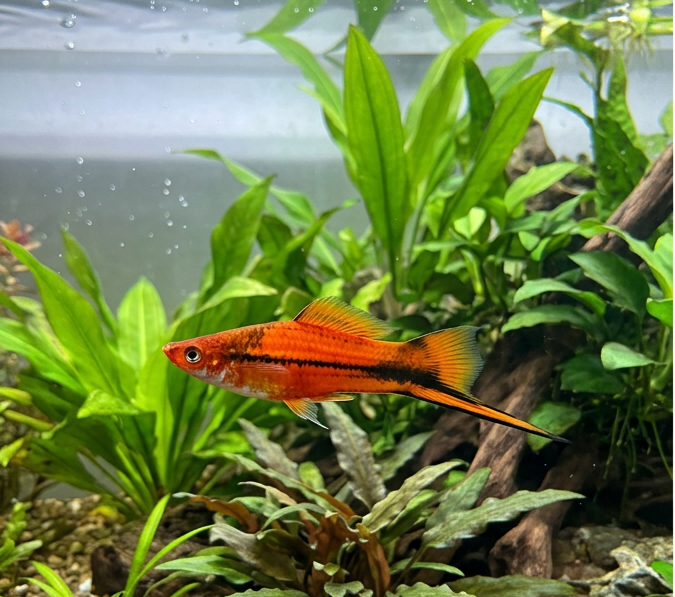 Swordtail Fish