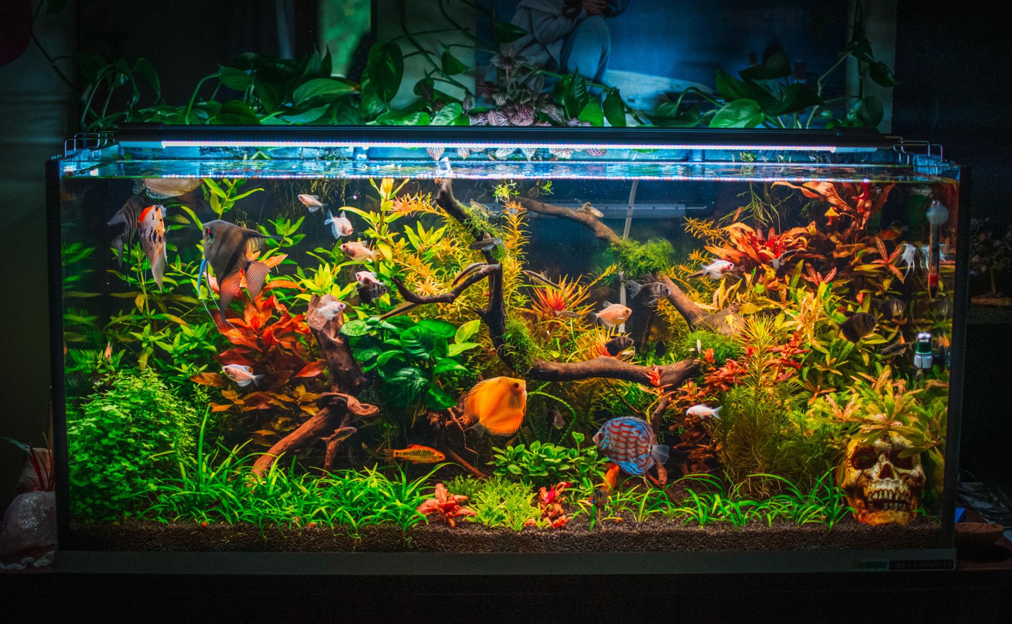 Aquariums and aquatic life