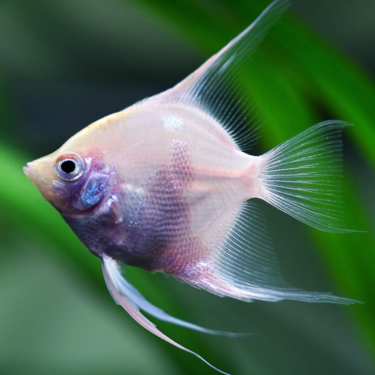 Angel Fish