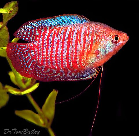 Gourami