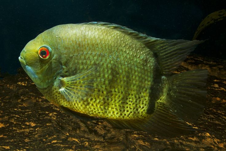 Green Severum