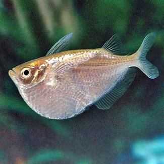 Hatchetfish