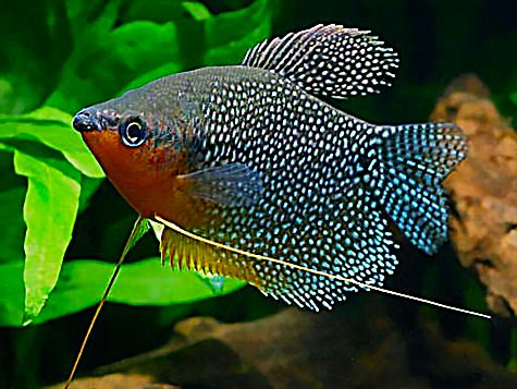 Pearl Gourami