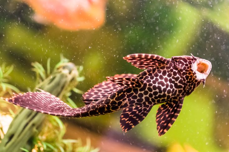 Plecostomus