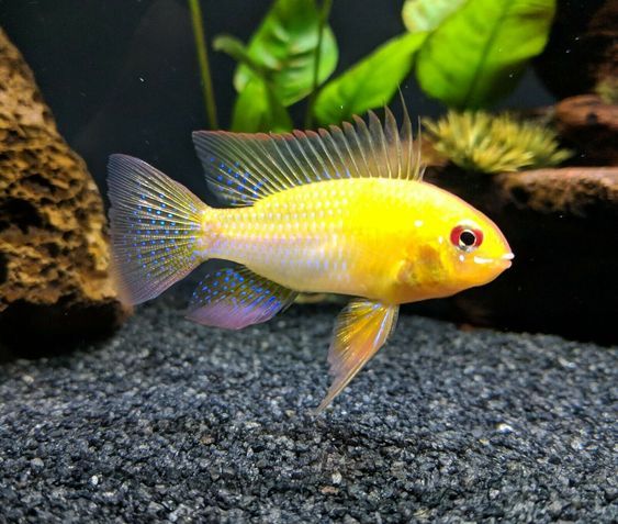 Ram Cichlid